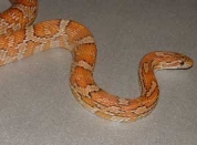 Serpent élaphe